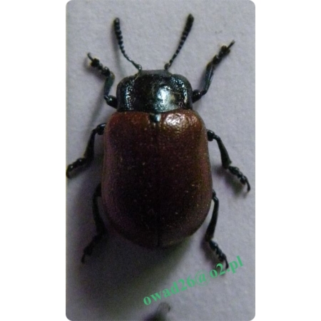 Chrysomela tremula Fabricius, 1787